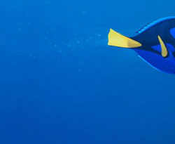 « Le monde de Dory », nouvelle affiche teaser.